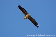 Egyptian Vulture (Neophron percnopterus) Vautour percnoptère 10869