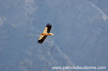 Egyptian Vulture (Neophron percnopterus) Vautour percnoptère 10870 Egyptian Vulture (Neophron percnopterus) Vautour percnoptère 10870