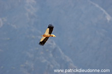 Egyptian Vulture (Neophron percnopterus) Vautour percnoptère 10870