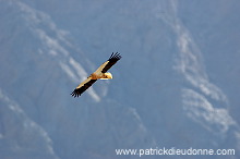 Egyptian Vulture (Neophron percnopterus) Vautour percnoptère 10871