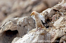 Egyptian Vulture (Neophron percnopterus) Vautour percnoptère 10872