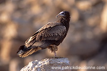 Egyptian Vulture (Neophron percnopterus) Vautour percnoptère 11171