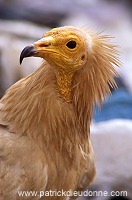 Egyptian Vulture (Neophron percnopterus) - Vautour percnoptere - 20808