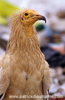 Egyptian Vulture (Neophron percnopterus) - Vautour percnoptere - 20809