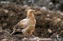 Egyptian Vulture (Neophron percnopterus) - Vautour percnoptere - 20810