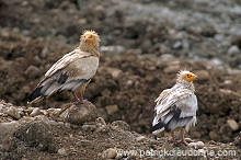 Egyptian Vulture (Neophron percnopterus) - Vautour percnoptere - 20811
