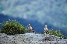 Egyptian Vulture (Neophron percnopterus) - Vautour percnoptere - 20812