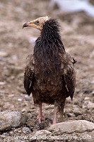 Egyptian Vulture (Neophron percnopterus) - Vautour percnoptere - 20813