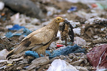 Egyptian Vulture (Neophron percnopterus) - Vautour percnoptere - 20815