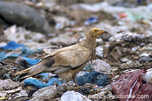 Egyptian Vulture (Neophron percnopterus) - Vautour percnoptere - 20816