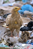 Egyptian Vulture (Neophron percnopterus) - Vautour percnoptere - 20817