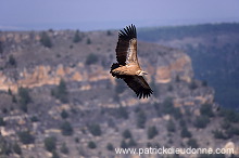 Griffon Vulture (Gyps fulvus) - Vautour fauve - 20818
