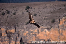 Griffon Vulture (Gyps fulvus) - Vautour fauve - 20819