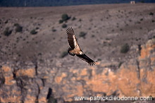 Griffon Vulture (Gyps fulvus) - Vautour fauve - 20819 Griffon Vulture (Gyps fulvus) - Vautour fauve - 20819