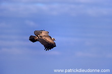 Griffon Vulture (Gyps fulvus) - Vautour fauve - 20820