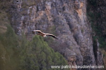 Griffon Vulture (Gyps fulvus) - Vautour fauve - 20821