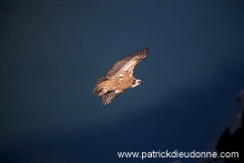 Griffon Vulture (Gyps fulvus) - Vautour fauve - 20822