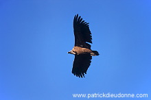 Griffon Vulture (Gyps fulvus) - Vautour fauve - 20824