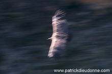Griffon Vulture (Gyps fulvus) - Vautour fauve - 20826