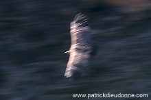 Griffon Vulture (Gyps fulvus) - Vautour fauve - 20826