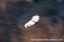 Griffon Vulture (Gyps fulvus) - Vautour fauve - 20827