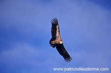 Griffon Vulture (Gyps fulvus) - Vautour fauve - 20828