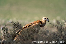 Griffon Vulture (Gyps fulvus) - Vautour fauve - 20832