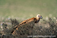 Griffon Vulture (Gyps fulvus) - Vautour fauve - 20832 Griffon Vulture (Gyps fulvus) - Vautour fauve - 20832