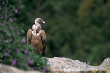 Griffon Vulture (Gyps fulvus) - Vautour fauve - 20834