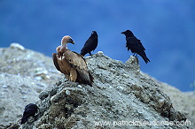 Griffon Vulture (Gyps fulvus) - Vautour fauve - 20835