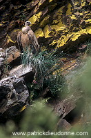 Griffon Vulture (Gyps fulvus) - Vautour fauve - 20836