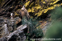 Griffon Vulture (Gyps fulvus) - Vautour fauve - 20838