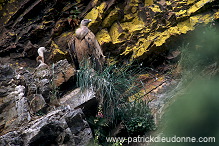 Griffon Vulture (Gyps fulvus) - Vautour fauve - 20838 Griffon Vulture (Gyps fulvus) - Vautour fauve - 20838