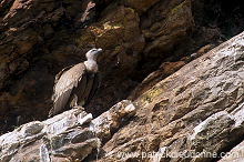 Griffon Vulture (Gyps fulvus) - Vautour fauve - 20840
