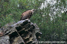 Griffon Vulture (Gyps fulvus) - Vautour fauve - 20842