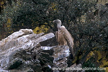 Griffon Vulture (Gyps fulvus) - Vautour fauve - 20843