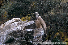 Griffon Vulture (Gyps fulvus) - Vautour fauve - 20843 Griffon Vulture (Gyps fulvus) - Vautour fauve - 20843