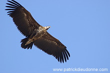Lappet-faced Vulture (Torgos tracheliotus) - Vautour oricou 10874 Lappet-faced Vulture (Torgos tracheliotus) - Vautour oricou 10874