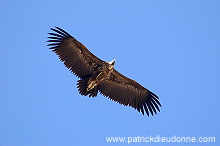 Lappet-faced Vulture (Torgos tracheliotus) - Vautour oricou 10875