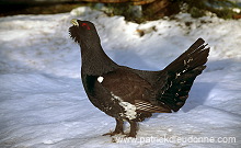 Capercaillie (Tetrao urogallus) - Grand tetras - 20844