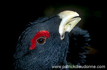 Capercaillie (Tetrao urogallus) - Grand tetras - 20845