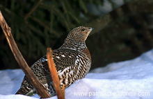 Capercaillie (Tetrao urogallus) - Grand tetras - 20846