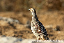 Grey Francolin  ( Francolinus pondicerianus)  Francolin gris 10675