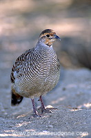 Grey Francolin  ( Francolinus pondicerianus)  Francolin gris 11024