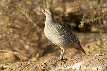 Grey Francolin  ( Francolinus pondicerianus) - Francolin gris - 20847