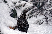 Grouse (Black) (Tetrao tetrix) - Tetras lyre - 20849