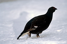 Grouse (Black) (Tetrao tetrix) - Tetras lyre -  20850