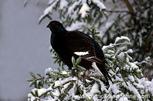 Grouse (Black) (Tetrao tetrix) - Tetras lyre - 20851