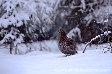 Grouse (Black) (Tetrao tetrix) - Tetras lyre -  20852