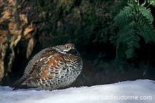 Grouse (Hazel) (Bonasia bonasia) - Gelinotte des bois -  20855